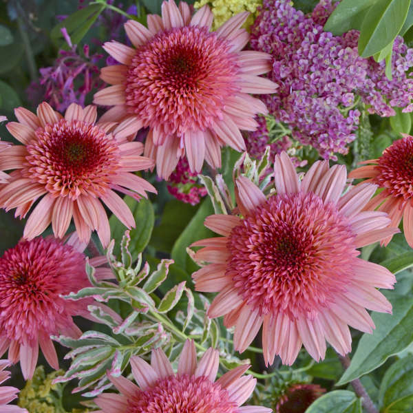 Echinacea 'Raspberry Truffle' Coneflower