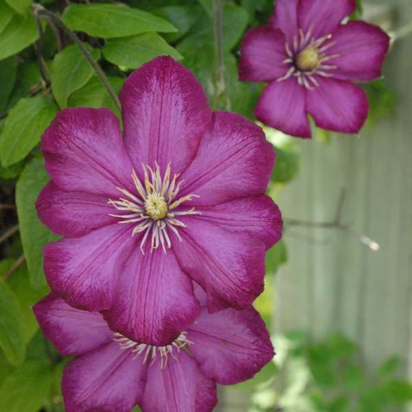 Clematis Ville De Lyon Perennial Resource