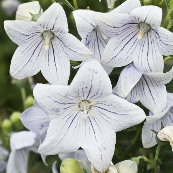 Platycodon 'Fairy Snow' Balloon Flower