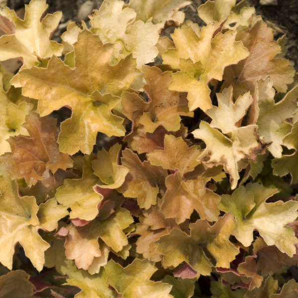 Heuchera 'Christa' Coral Bells