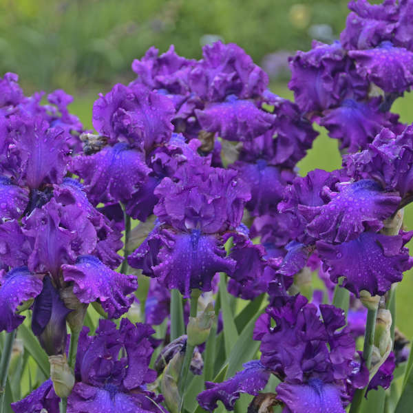 Iris 'Swingtown' Tall Bearded Iris