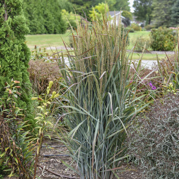 Panicum 'Blue Spear' Switch Grass