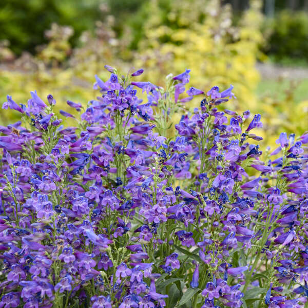 Penstemon 'Lavender Sapphires' Bearded Penstemon