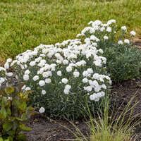 Dianthus 'Whipped Cream'