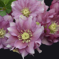 Double Lenten Rose 'Flower Girl' – 2-Year-Old Hellebore Plant (Bare Root) – Perennial Winter Bloomer