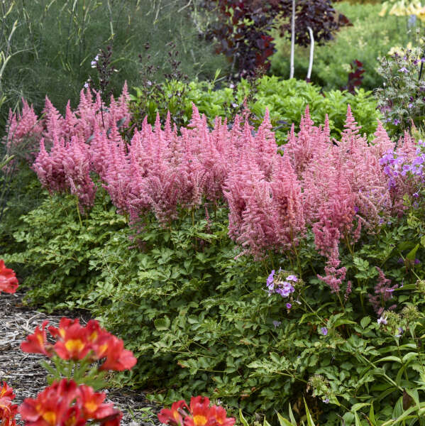 Astilbe 'Maggie Daley' Chinese Astilbe