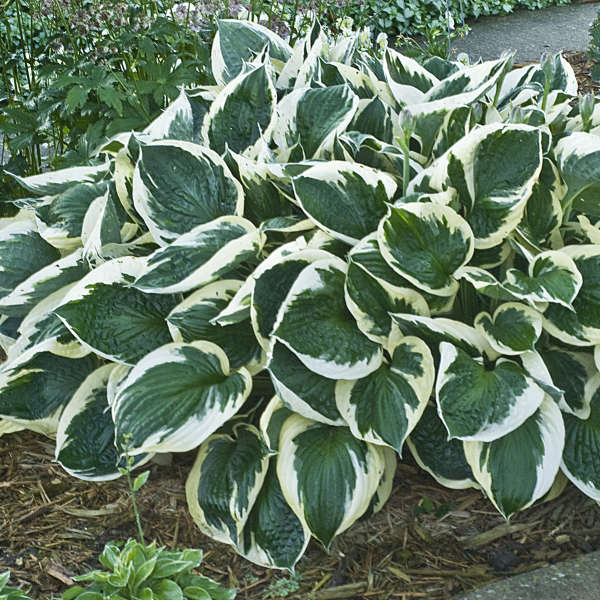 Hosta 'Minuteman' Hosta