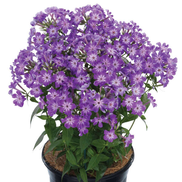 Phlox EARLY PURPLE™ Hybrid Phlox