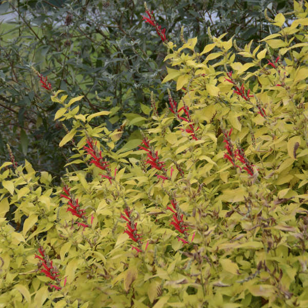 Salvia 'Golden Delicious' Pineapple Sage