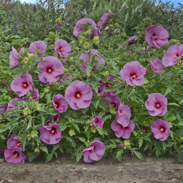 Hibiscus 'Berrylicious' Rose Mallow