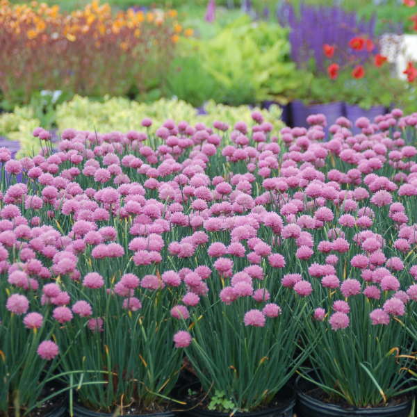 Allium schoenoprasum 'Rising Star' Perennial Resource