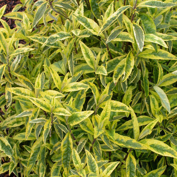 Buddleia 'Santana' Butterfly Bush