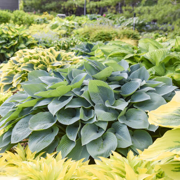 Hosta 'Halcyon' Hosta