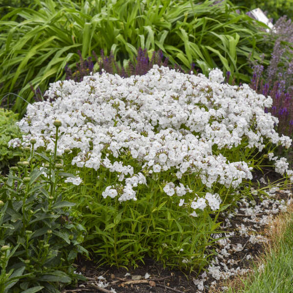 Phlox 'Opening Act White' Hybrid Phlox