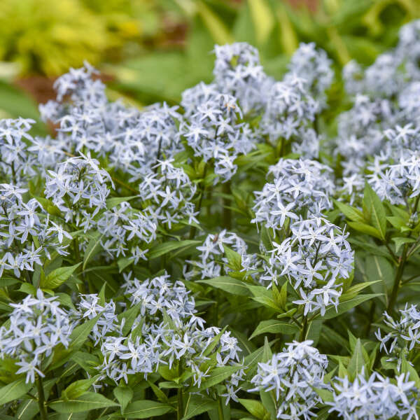 Amsonia 'Starstruck' Blue Star