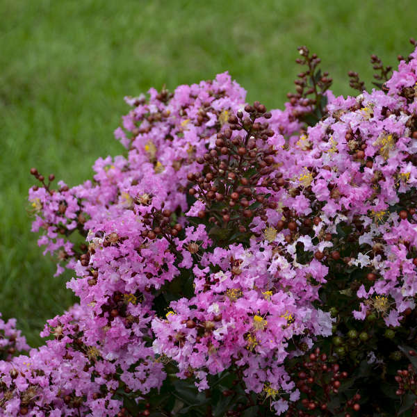 Lagerstroemia 'Perky Pink' Crapemyrtle