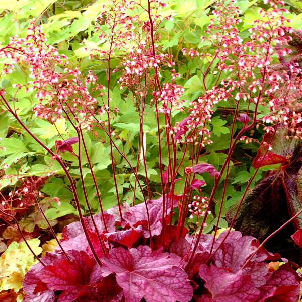 Heuchera 'Berry Smoothie' Coral Bells