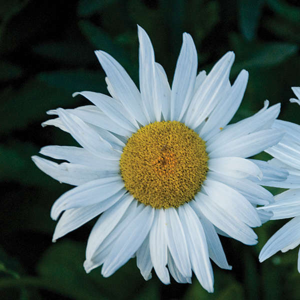 Leucanthemum 'Amelia' Shasta Daisy