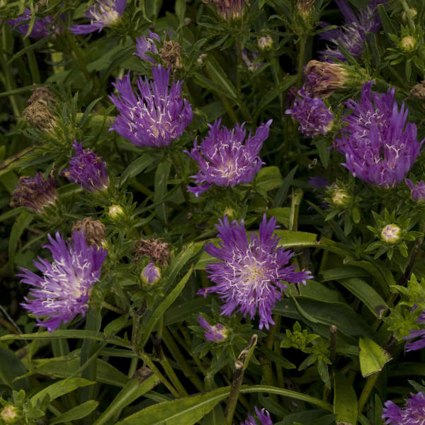 Stokesia 'Purple Pixie' Stokes' Aster