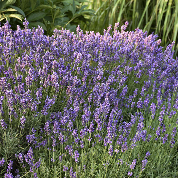 Lavandula 'Hidcote' Lavender