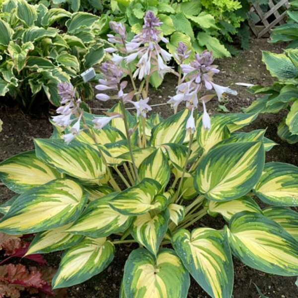 Hosta 'My Fair Lady' Hosta