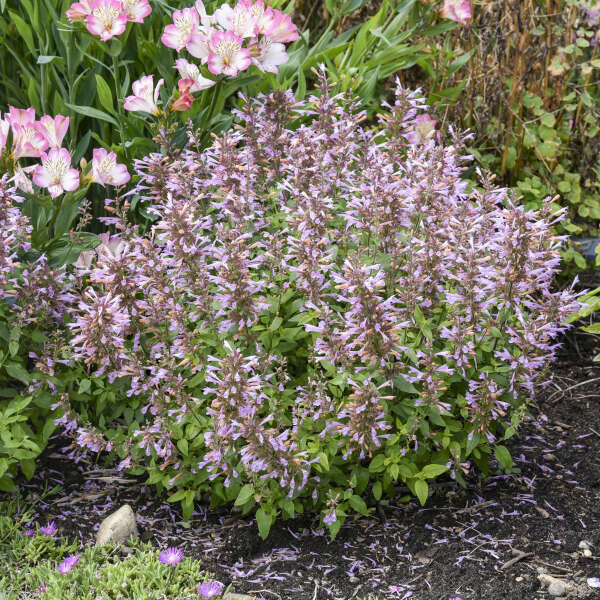 Agastache 'Pinky Pie' Hummingbird Mint