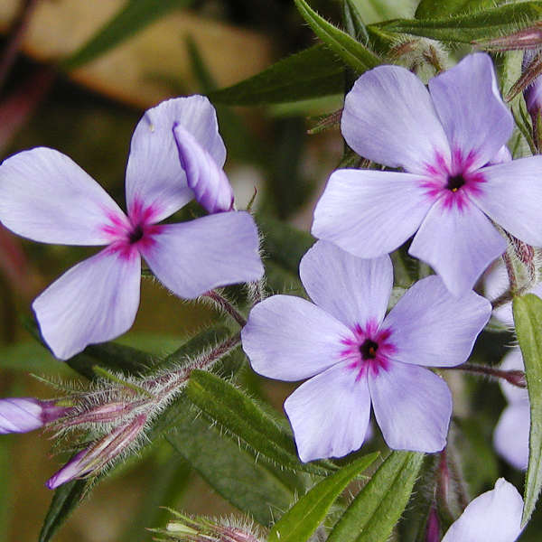 Phlox 'Chattahoochee' Woodland Phlox