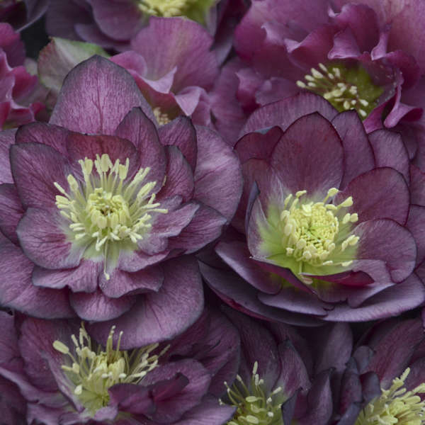 Helleborus 'Best Man' | Perennial Resource