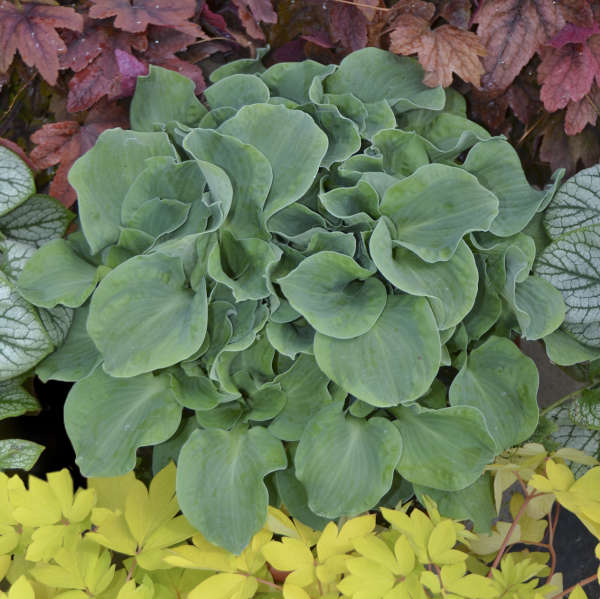 Hosta 'Church Mouse' Hosta