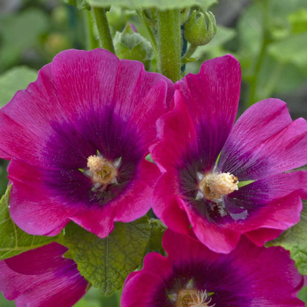 Alcea rosea Halo Series - Cerise | Perennial Resource