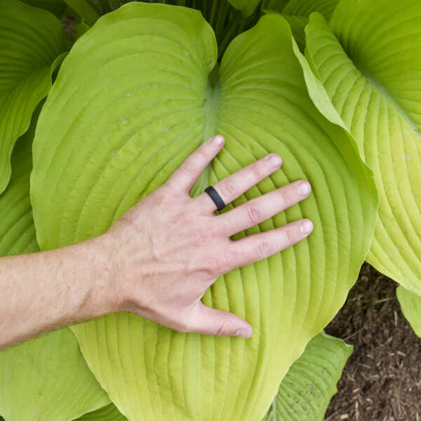 Hosta 'Humungousarus' Hosta