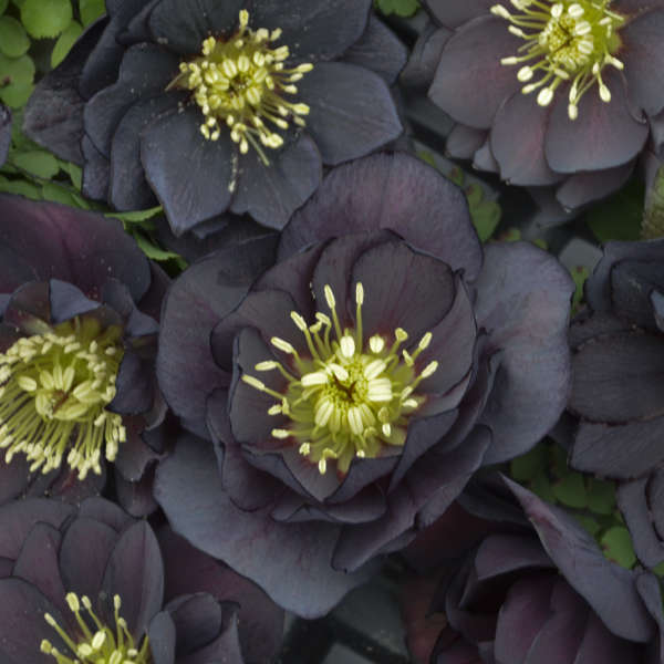Helleborus 'Dark and Handsome' Lenten Rose