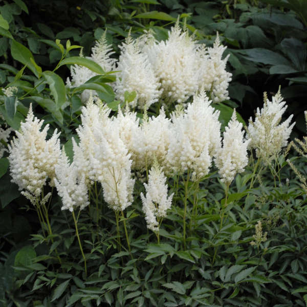 Image of Astilbe white perennial flower