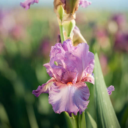 Iris 'Wine Festival' Tall Bearded Iris