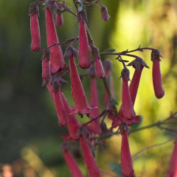 Phygelius CHERRY RIPE Fuchsia-Cape