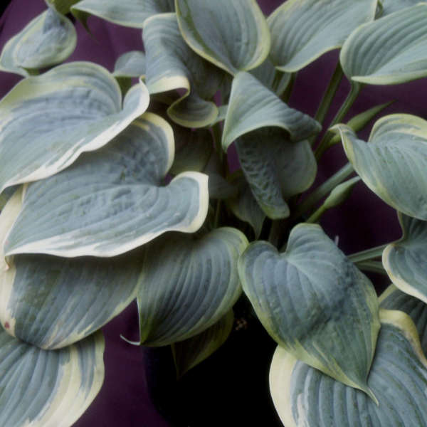 Hosta 'Secret Love' Hosta