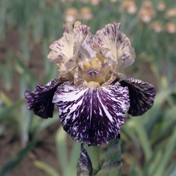 Iris 'Gnus Flash' Tall Bearded Iris