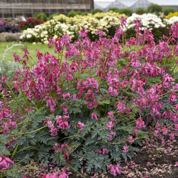 Dicentra 'Passion Hearts' Fern-leaved Bleeding Heart