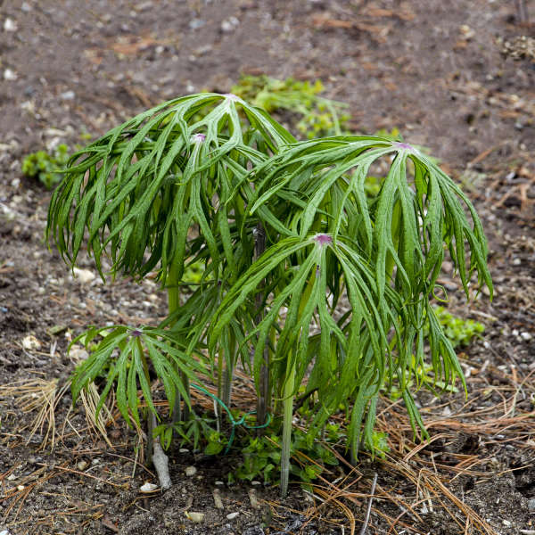 Syneilesis aconitifolia Shredded Umbrella Plant
