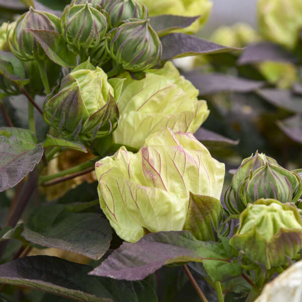 Hibiscus 'Coconut Cream' Rose Mallow