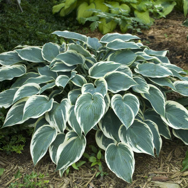 Hosta 'El Nino' Hosta