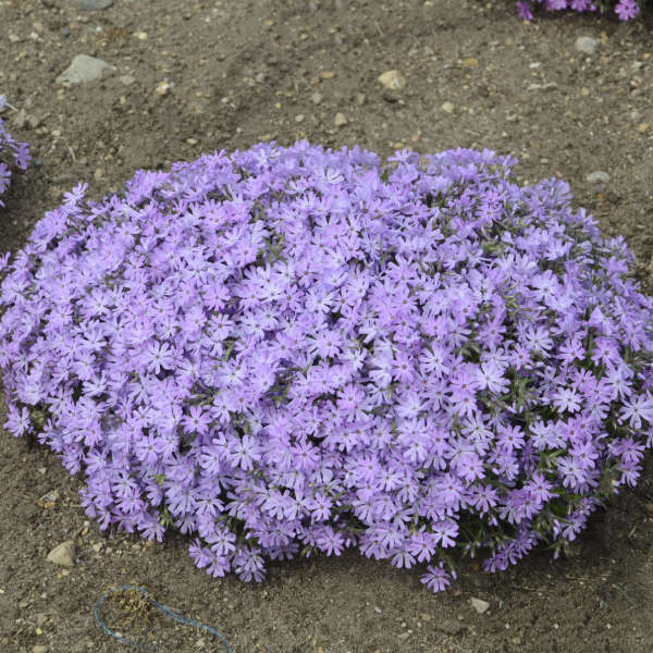 Phlox 'Bedazzled Lavender' Hybrid Spring Phlox
