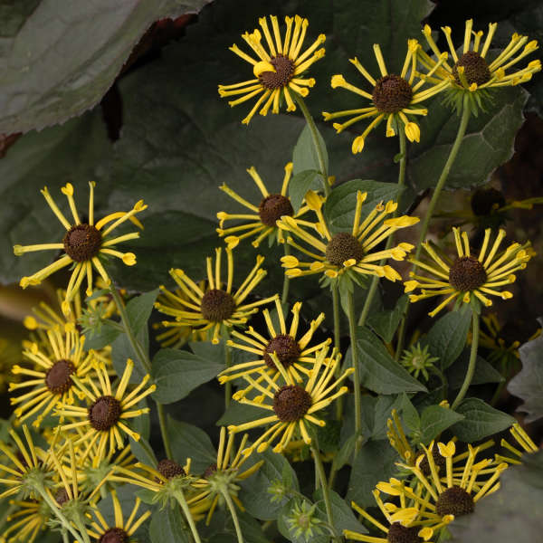 Rudbeckia 'Henry Eilers' Sweet Coneflower