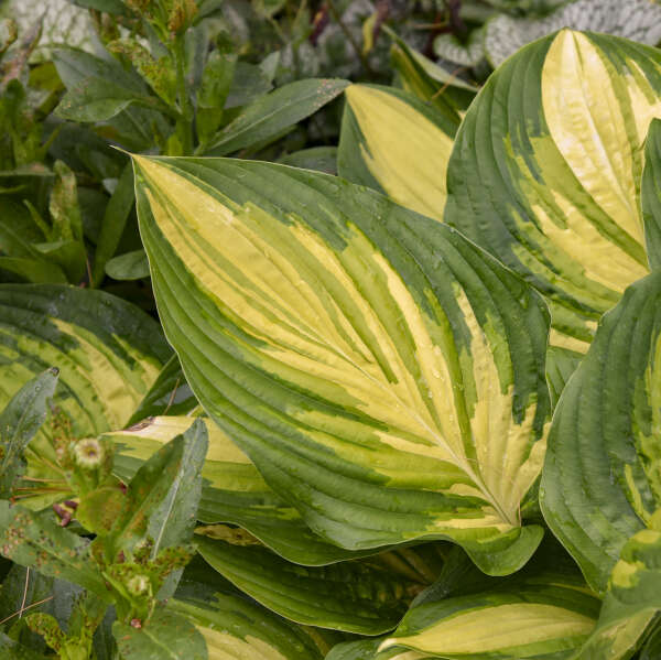 Hosta 'Affair to Remember' Hosta