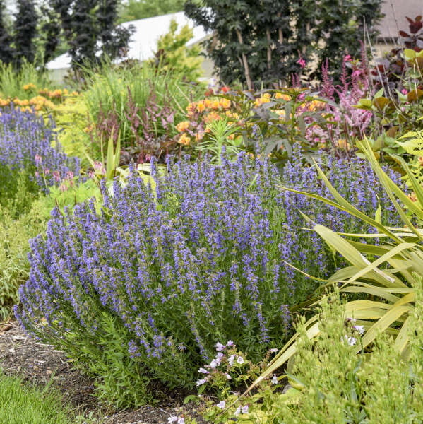 Hyssopus 'Nectar Ninja' Hyssop