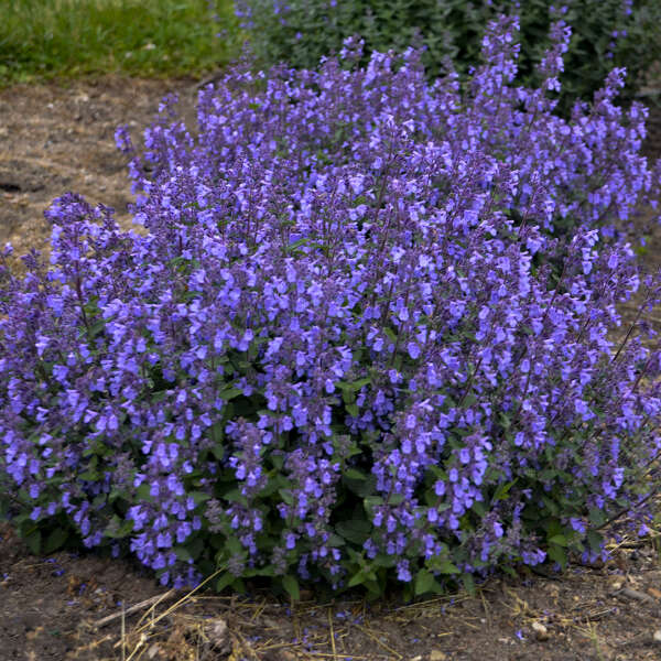 Nepeta 'Picture Purrfect' Catmint