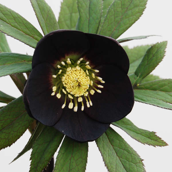 Helleborus 'Night Coaster' Lenten Rose