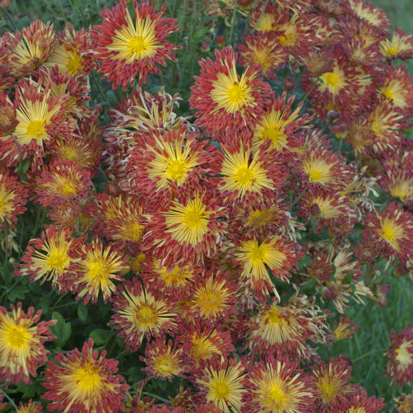 Chrysanthemum 'Matchsticks' Hardy Garden Mum