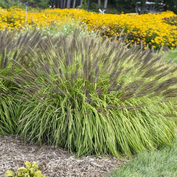 Pennisetum 'Lemon Squeeze' Fountain Grass