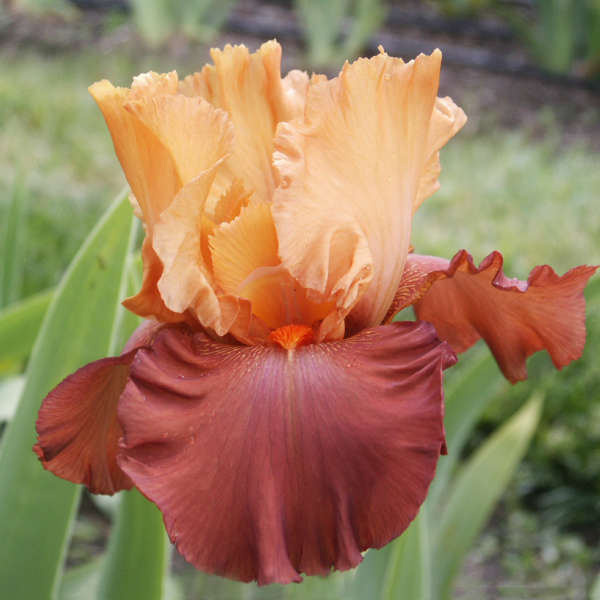 Iris 'Lovely Seorita' Tall Bearded Iris